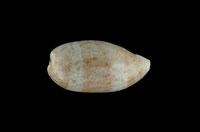 藏品(清齒寶螺)的圖片